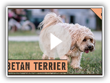Race de chien terrier tibétain - Tout ce que tu as besoin de savoir